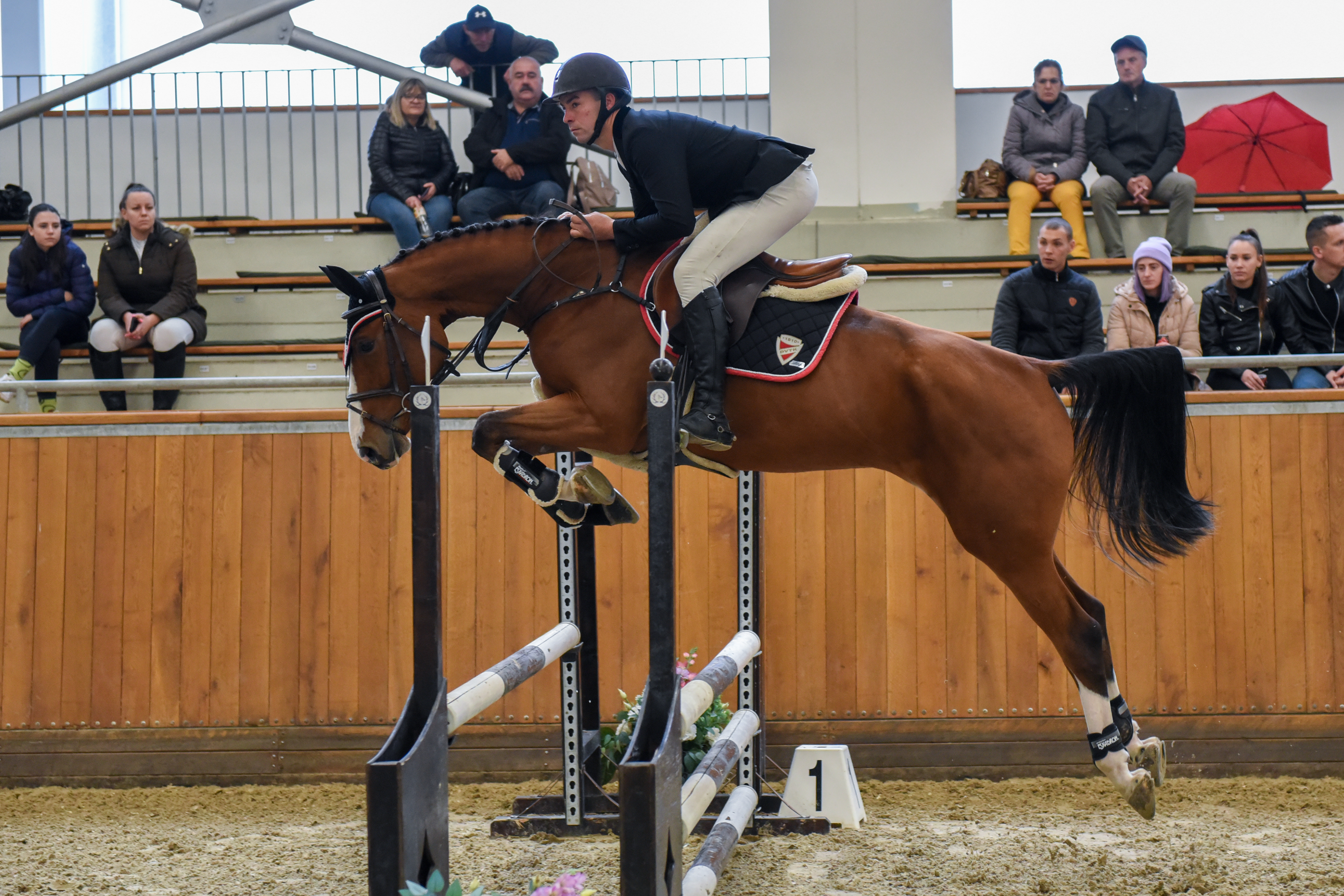 horse